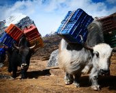 Makalu portage Yak.jpg