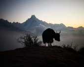 Makalu Yak montagne.jpg