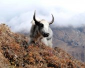 Makalu Yak.jpg