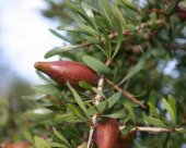 noix-d-argan.jpg