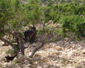 chevres-et-argan.jpg