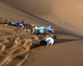 pingouins-des-sables.jpg