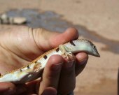 poisson-des-sables.jpg