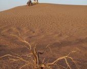 flore-desert.jpg