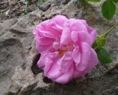 rose-de-damas.jpg
