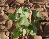 petit-calotropis.jpg