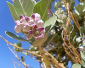 calotropis-prosera.jpg