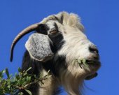 chevre-du-Maroc.jpg