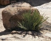 tafraoute-2.jpg