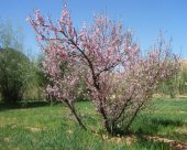 Fleur-des-bouguemez.jpg
