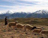 berger-de-l-ourika.jpg