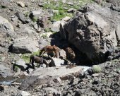 Sur-le-chemin-du-Toubkal.jpg