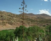 flore-du-Maroc.jpg