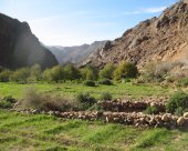 oasis-dans-le-saghro.jpg
