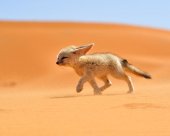 Fennec-blanc-du-Maroc.jpg
