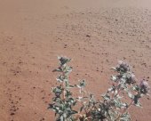 flore-du-desert-marocain.jpg