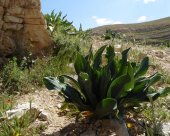 Flore-palestinienne.jpg