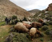 Troupeaux-en-Palestine.jpg