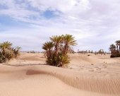 Palmeraie-de-Ras-N-Akhal.jpg