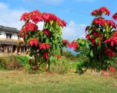 Sentiers-des-Anapurnas-1.jpg