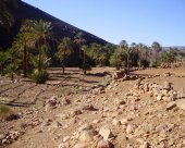 culture-dans-une-oasis.jpg