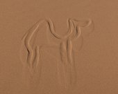 Dromadaire_Maroc_Amazigh Trekking.jpg